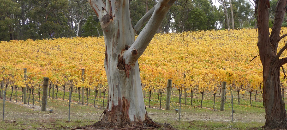 Autumn vines